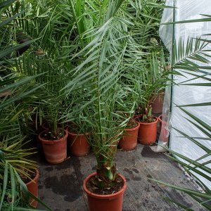 Ďatľovník kanársky (Phoenix canariensis) - výška 90-110 cm, kont. C5L ( -4°C) 